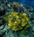   Salad coralsharm ELSHEIK EL-SHEIK EL SHEIK  